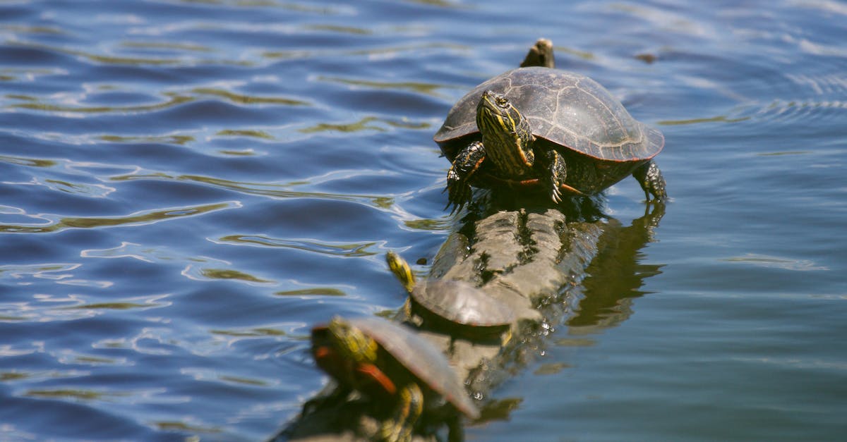 découvrez l'importance des signaux de température aquatiques dans l'écosystème marin. apprenez comment ces variations influencent la biodiversité, la santé des océans et les conditions climatiques. une plongée essentielle dans l'écologie aquatique.