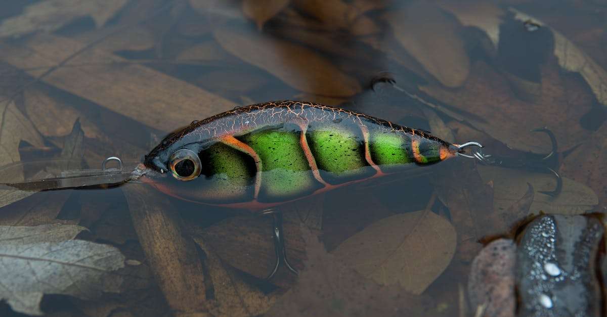 découvrez les joies de la pêche automnale : des paysages colorés, des techniques adaptées à la saison et les meilleurs spots pour attraper votre poisson préféré. plongez dans l'ambiance paisible des journées fraîches et savourez la beauté de la nature en automne.