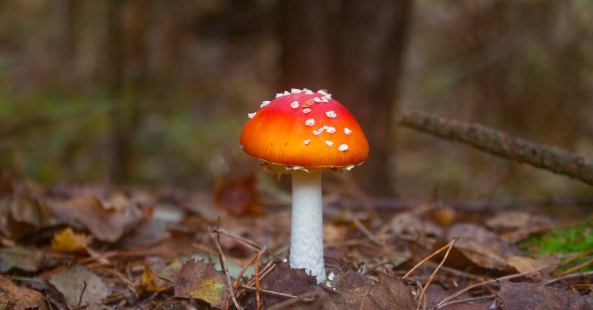 découvrez les appâts biologiques, une solution écologique et efficace pour la pêche et la chasse. optez pour des produits respectueux de l'environnement qui attirent les poissons et les gibiers tout en préservant la nature. explorez notre gamme d'appâts innovants et éthiques pour une expérience de loisir durable.