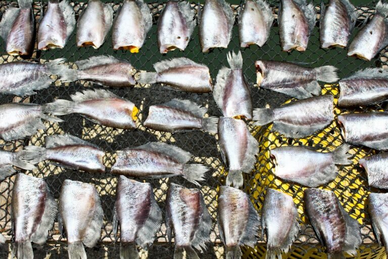Dry fishes preservation