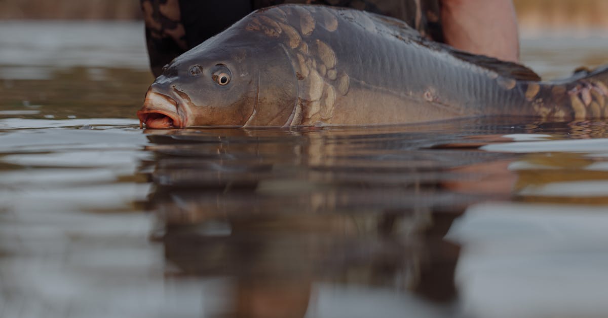 découvrez notre gamme complète d'équipements de pêche, conçus pour tous les passionnés, des débutants aux experts. trouvez des cannes, moulinets, leurres et accessoires de qualité pour optimiser votre expérience de pêche.