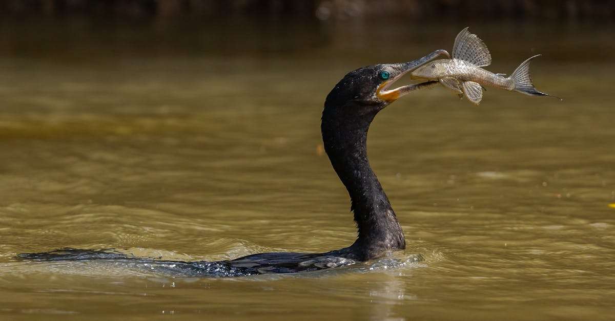 découvrez les erreurs courantes à éviter lors de la pêche pour maximiser vos chances de réussite. apprenez des conseils pratiques pour améliorer votre technique et savourer chaque sortie en pleine nature.