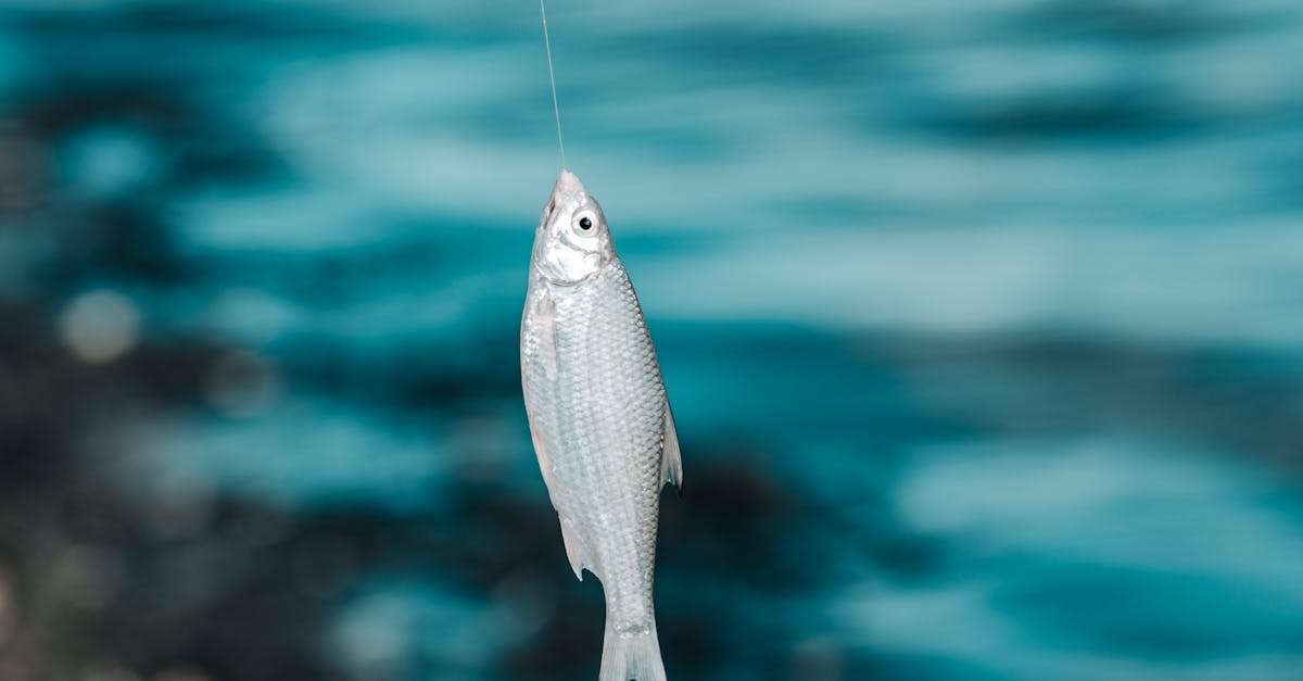 partez à l'aventure avec notre excursion de pêche inoubliable ! que vous soyez débutant ou expert, profitez de journées en pleine nature, entouré de paysages magnifiques, tout en attrapant vos poissons préférés. réservez dès maintenant pour une expérience mémorable !