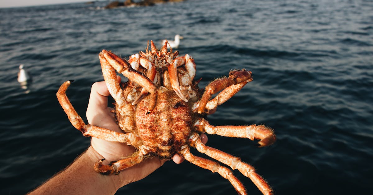 découvrez la magie d'une excursion de pêche inoubliable, entre nature sauvage et moments de détente. partez à l'aventure, apprenez des techniques de pêche, et profitez de la beauté des paysages aquatiques.