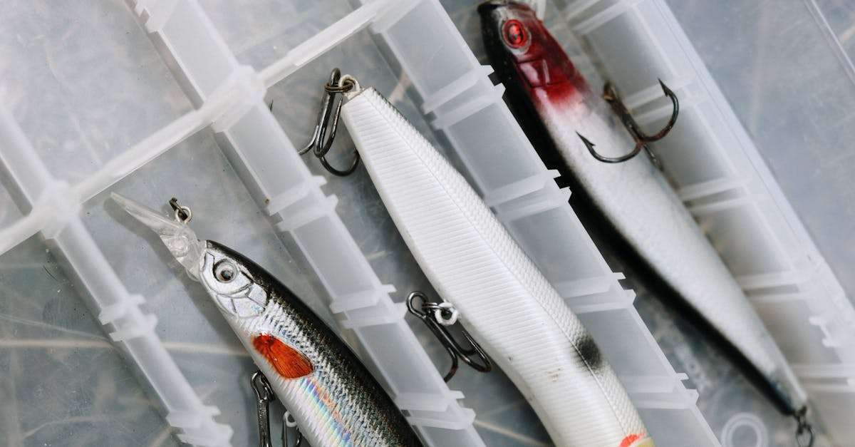 découvrez les joies de la pêche en eau douce : conseils, techniques, astuces et les meilleurs spots pour capturer truites, perches et autres espèces. plongez dans cet univers apaisant et enrichissant, que vous soyez débutant ou pêcheur aguerri.