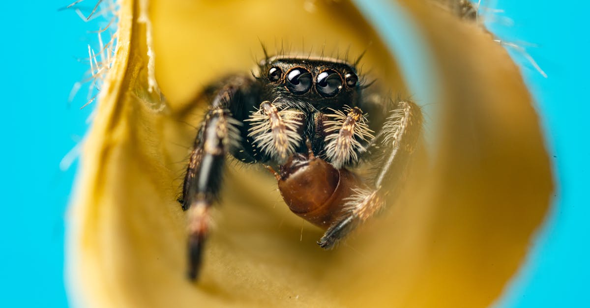 découvrez le micro-tirage, une technique d'impression innovante qui permet de réaliser des reproductions de haute qualité sur divers supports. idéale pour les artistes et les photographes souhaitant donner vie à leurs créations avec précision et éclat.