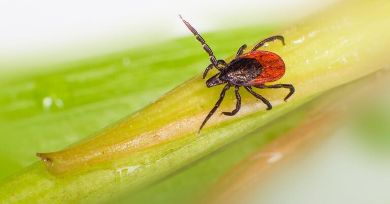 découvrez le micro-tirage, une méthode innovante d'impression qui permet de réaliser des tirages de haute qualité en petits lots. idéal pour les artistes, photographes et professionnels cherchant à produire des œuvres uniques et personnalisées, le micro-tirage allie précision et savoir-faire. explorez cette technique incontournable pour donner vie à vos projets créatifs.