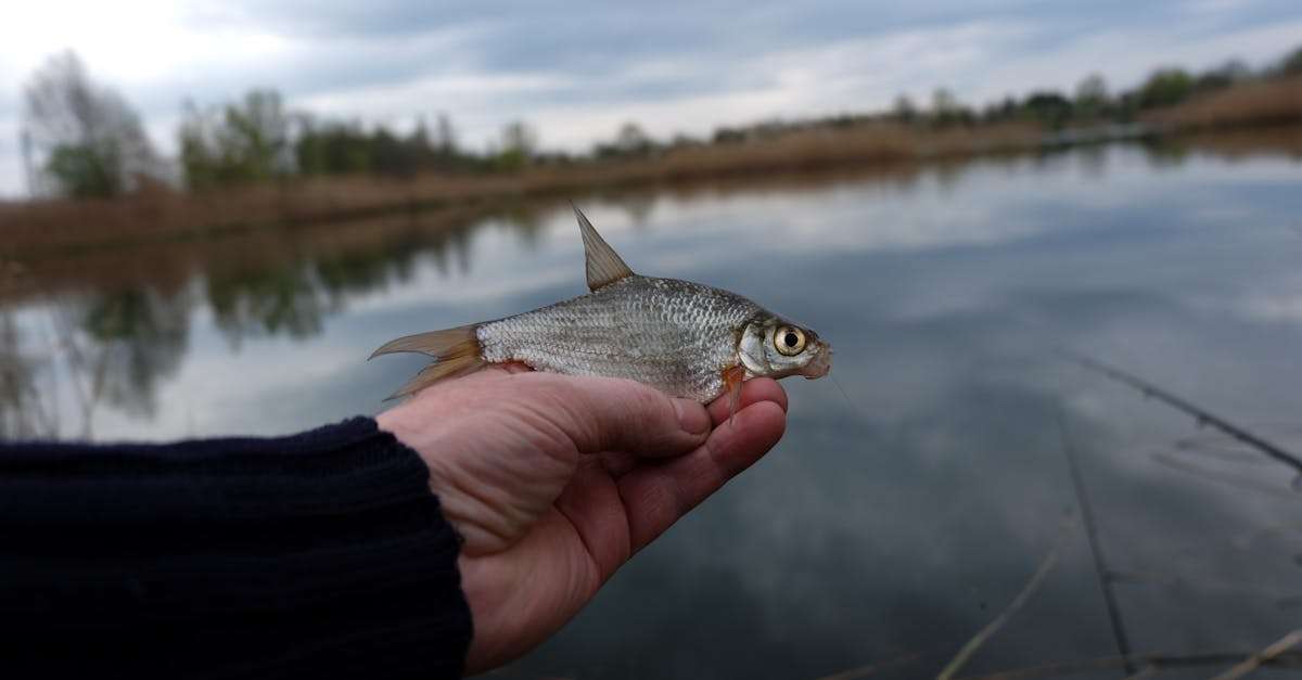 découvrez les meilleures techniques et astuces pour la pêche au brochet. que vous soyez débutant ou pêcheur expérimenté, plongez dans l'univers captivant de la pêche aux pikes avec nos conseils sur les équipements, les meilleurs lieux et les appâts efficaces.