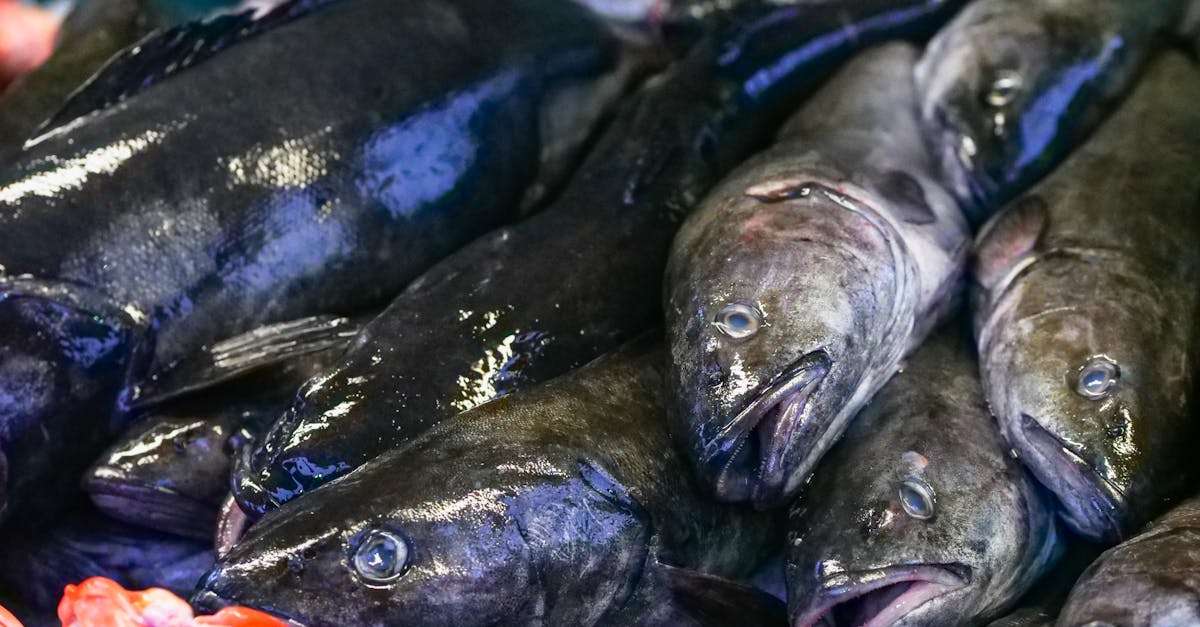 découvrez les pratiques de la pêche durable, un équilibre entre préservation des ressources marines et satisfaisant les besoins humains. apprenez comment des méthodes responsables garantissent la santé des écosystèmes aquatiques pour les générations futures.