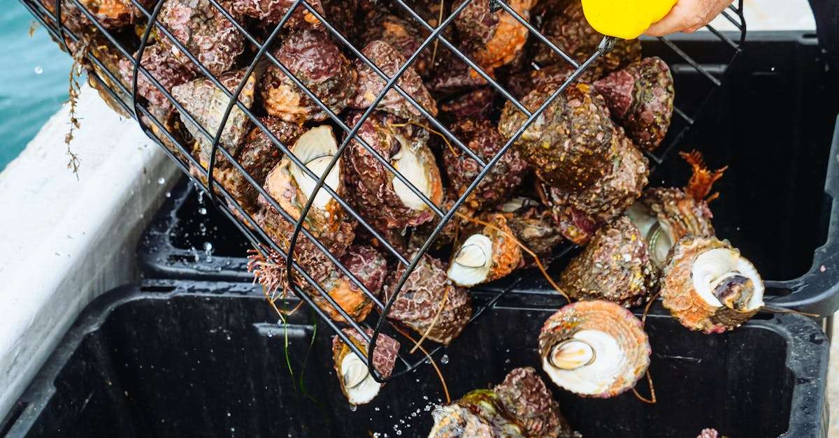 découvrez les pratiques de la pêche durable, une approche essentielle pour préserver les écosystèmes marins tout en garantissant un approvisionnement responsable en poissons. apprenez comment des méthodes respectueuses de l'environnement contribuent à la santé des océans.