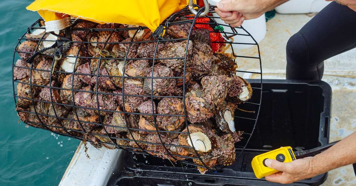 découvrez l'aquaculture, une méthode durable d'élevage des organismes aquatiques. apprenez comment cette pratique contribue à la préservation des ressources marines, tout en répondant à la demande croissante en produits de la mer.