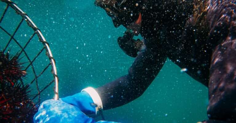 découvrez l'aquaculture, une méthode durable de production de nourriture marine qui assure la préservation de nos océans tout en répondant à la demande croissante en poissons et fruits de mer. apprenez-en plus sur les techniques innovantes et les avantages environnementaux de cette industrie en pleine expansion.