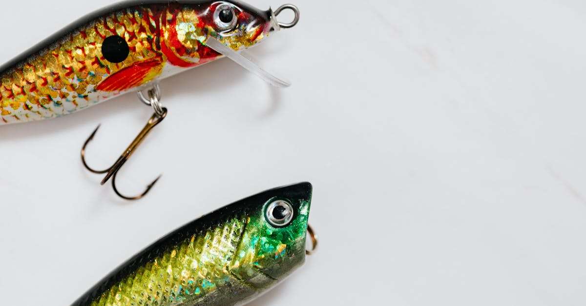 découvrez l'univers fascinant du 'bait', un élément essentiel pour la pêche et la chasse. apprenez à choisir les meilleurs appâts, leurs techniques d'utilisation et les espèces ciblées. optimisez vos expériences en pleine nature grâce à nos conseils d'experts.
