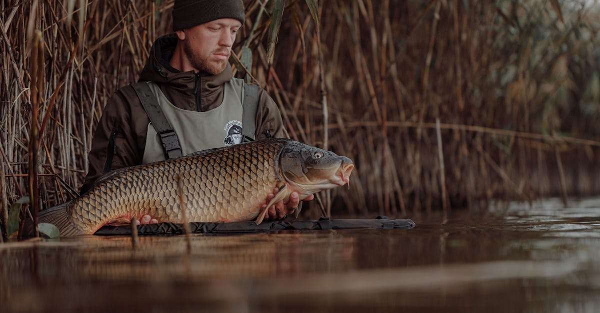 découvrez le concept du 'catch and release', une pratique de pêche respectueuse de l'environnement qui permet de prendre des poissons pour les relâcher ensuite, favorisant ainsi la conservation des espèces et un écosystème aquatique équilibré.