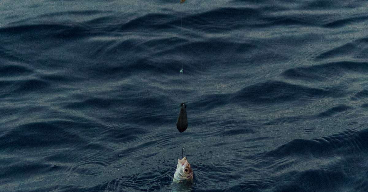 découvrez l'excitation de la pêche en haute mer avec notre guide complet sur la pêche en profondeur. apprenez les meilleures techniques, les types de poissons à cibler et les équipements nécessaires pour vivre une expérience inoubliable au large des côtes.