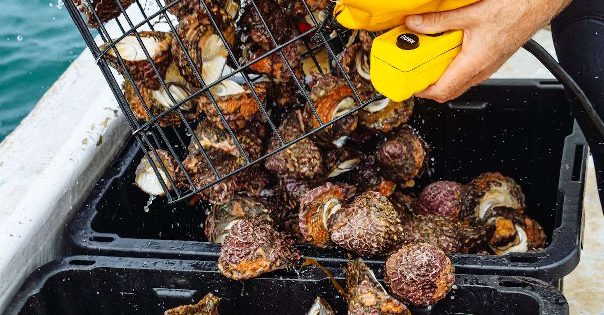 découvrez l'excitation de la pêche en haute mer ! explorez des destinations exceptionnelles, apprenez les techniques de pêche en profondeur et vivez des moments inoubliables avec des prises impressionnantes. parfait pour les amateurs d'aventure et de nature.