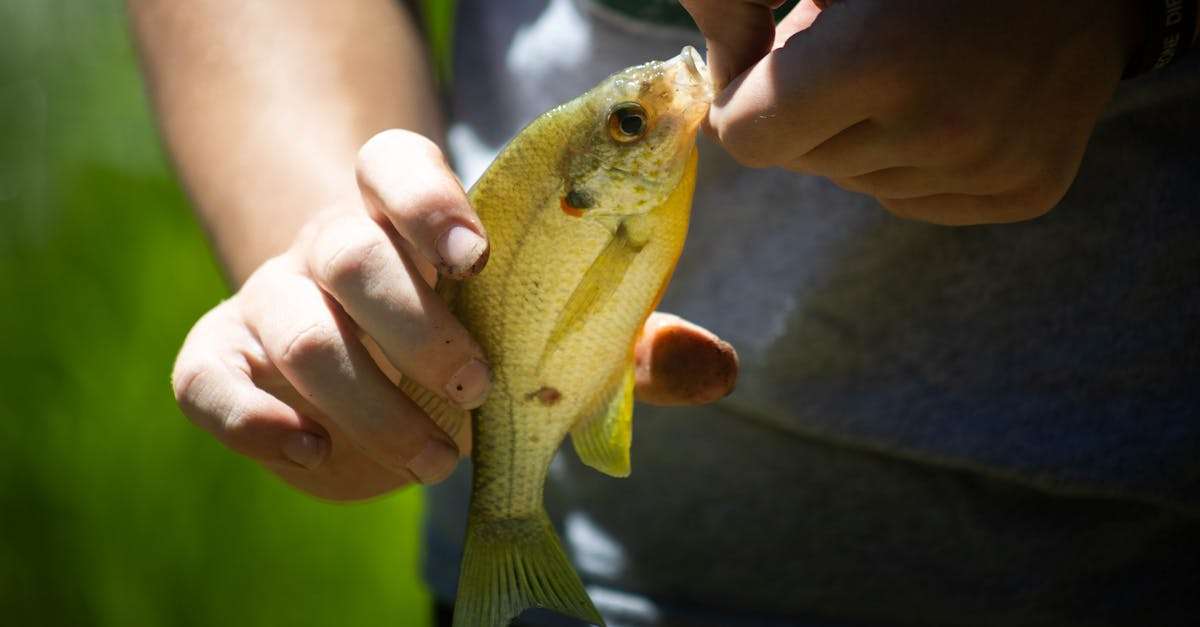 découvrez la pêche éthique, une pratique durable qui respecte l'environnement et préserve les écosystèmes marins. apprenez les méthodes responsables pour une consommation de poissons réfléchie et respectueuse des ressources naturelles.