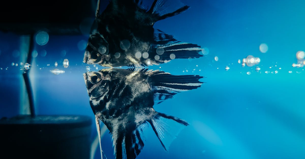 découvrez le comportement fascinant des poissons, explorez leurs habitudes de nage, leur communication et leur adaptation à l'environnement aquatique. apprenez comment ces créatures marines interagissent entre elles et avec leur habitat pour mieux comprendre leur écologie.