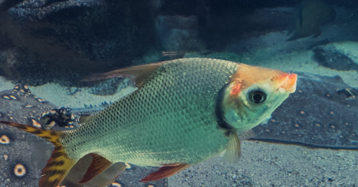 découvrez le comportement fascinant des poissons : leurs habitudes de nage, les interactions sociales, les stratégies de chasse et les adaptations à leur environnement. plongez dans le monde aquatique et apprenez comment ces créatures s'adaptent et réagissent à leur milieu naturel.