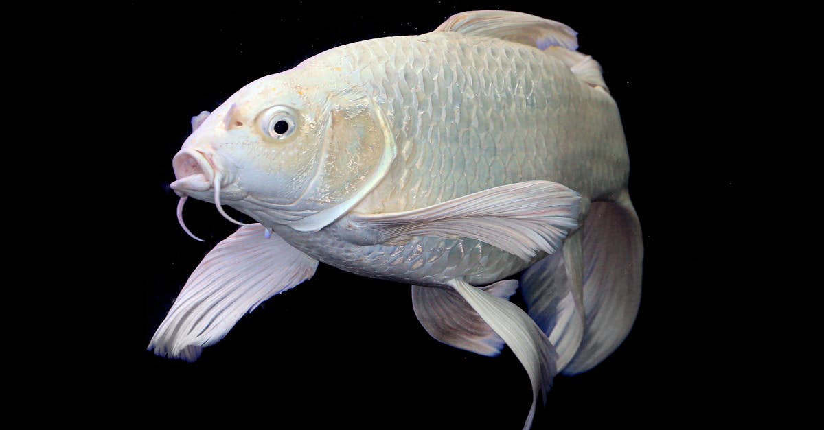 découvrez le fascinant monde du comportement des poissons : leurs habitudes, leurs interactions sociales et les facteurs qui influencent leur vie dans les océans et les rivières.