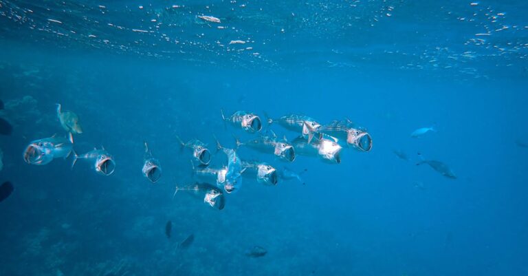 découvrez le comportement fascinant des poissons dans leur habitat naturel. apprenez comment ils interagissent entre eux, s'adaptent à leur environnement et mettent en œuvre des stratégies de survie. explorez les différentes espèces et leurs comportements uniques pour mieux comprendre la vie aquatique.