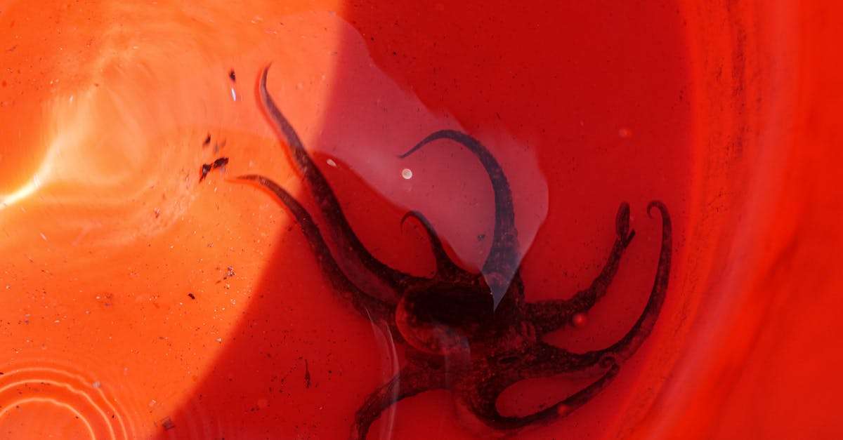découvrez les comportements de pêche fascinants des poissons avec notre article approfondi. explorez les techniques, les habitudes et les facteurs environnementaux qui influencent la manière dont les poissons chassent et se nourrissent. une lecture essentielle pour les passionnés de la nature et les pêcheurs.