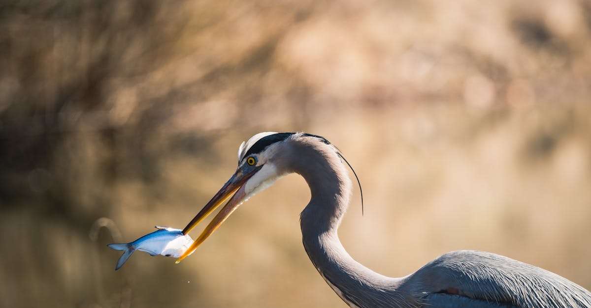 découvrez les comportements de pêche fascinants, explorez les techniques, les stratégies et les facteurs qui influencent la réussite des pêcheurs. plongez dans l'univers captivant de la pêche et apprenez à mieux comprendre les habitudes des poissons.