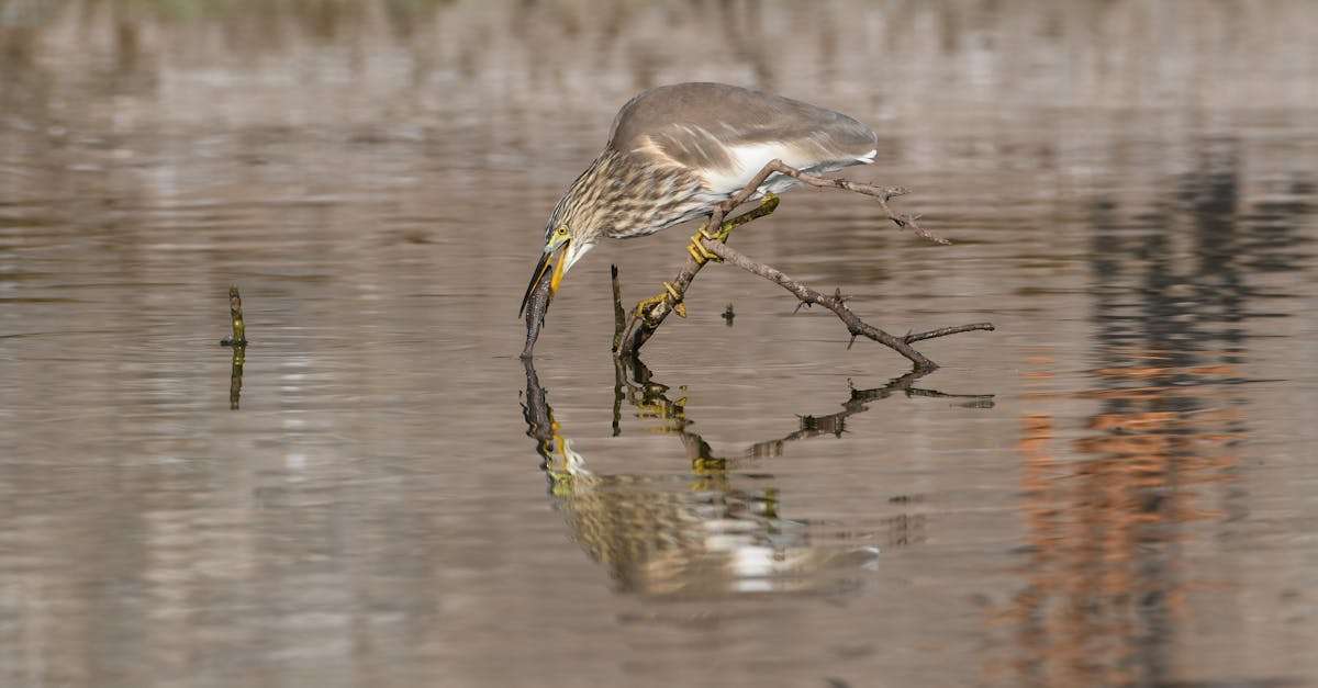 découvrez le comportement de pêche fascinant des poissons. apprenez les différentes techniques de pêche, les habitudes alimentaires et les stratégies de chasse qui influencent l'efficacité des pêcheurs. plongez dans l'univers aquatique et comprenez comment optimiser votre expérience de pêche.