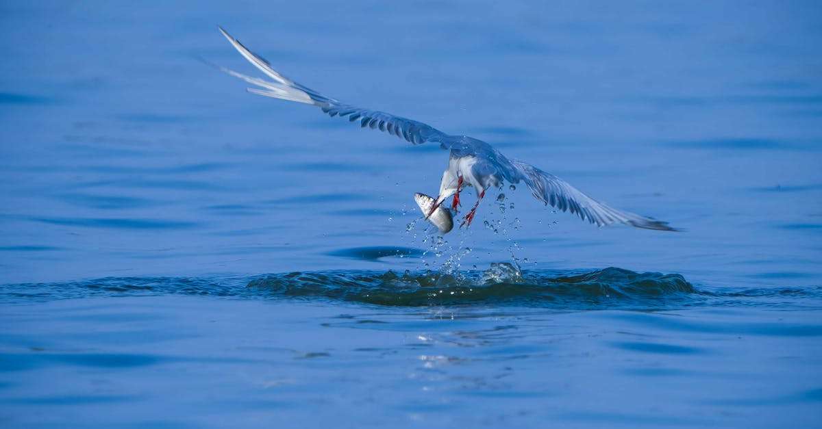 découvrez le comportement de pêche des poissons, des techniques de pêche efficaces et des conseils pour optimiser vos sorties. apprenez comment les conditions environnementales influencent l'activité des poissons et devenez un meilleur passionné de pêche.