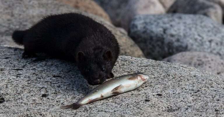 découvrez les comportements de pêche fascinants des différentes espèces marines. apprenez comment les poissons interagissent avec leur environnement, leurs techniques de chasse, et les facteurs qui influencent leur activité. plongez dans l'univers captivant de la pêche et de la biologie marine.