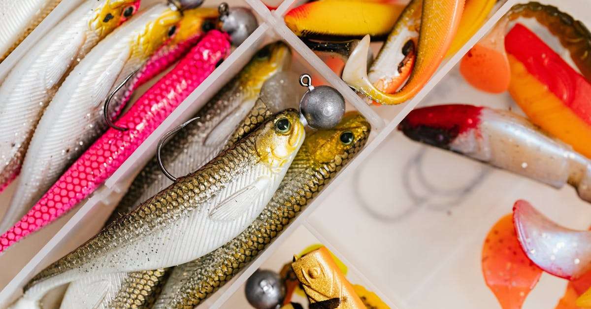 découvrez des astuces et techniques pour améliorer votre efficacité en pêche. apprenez à choisir les bons équipements, à maîtriser les appâts et à optimiser vos sorties pour une expérience de pêche réussie.