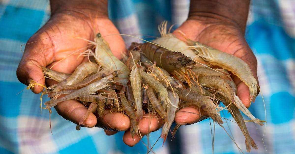 découvrez comment améliorer votre efficacité de pêche grâce à des techniques éprouvées, des conseils d'experts et des astuces pratiques. optimisez vos sorties et maximisez vos prises avec notre guide complet sur l'efficacité en pêche.