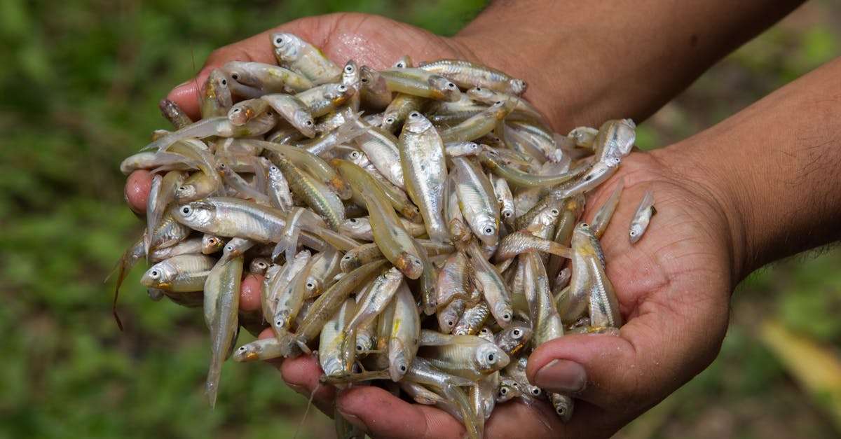 découvrez comment améliorer votre efficacité de pêche grâce à des techniques éprouvées, des conseils d'experts et des astuces innovantes. maximisez vos prises et optimisez vos sorties en plein air.