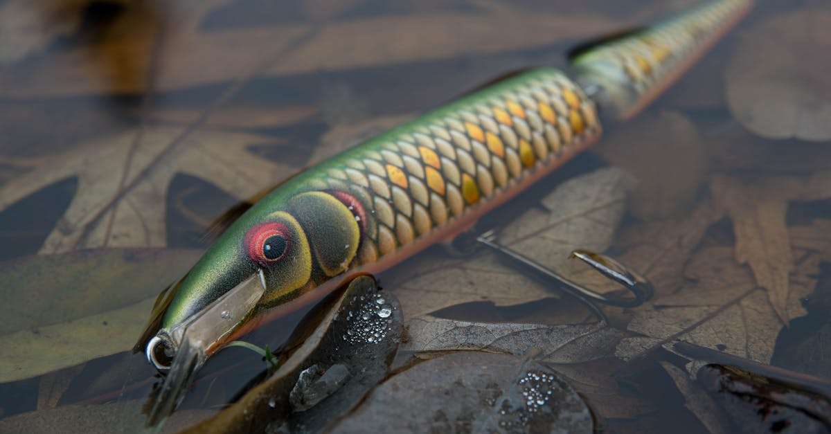 découvrez tout ce qu'il faut savoir sur la saison de pêche : les meilleures techniques, les lieux incontournables et les espèces à cibler pour une expérience inoubliable au bord de l'eau.