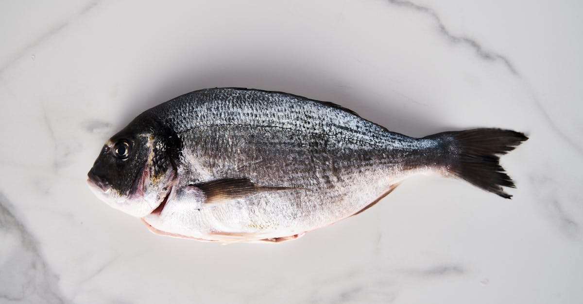 découvrez les différents styles de pêche, des techniques traditionnelles aux méthodes modernes, et apprenez comment choisir celui qui convient le mieux à votre expérience et à vos envies. plongez dans l'univers fascinant de la pêche et améliorez vos compétences avec nos conseils pratiques.