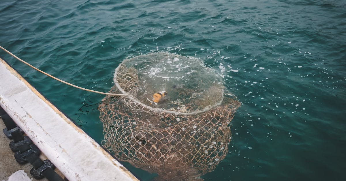 découvrez les différentes techniques de pêche, des méthodes traditionnelles aux approches modernes. apprenez des astuces, des conseils et des stratégies pour améliorer votre expérience de pêche et maximiser vos prises, que vous soyez débutant ou expert.