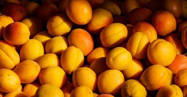 découvrez l'univers délicat de la pêche, un fruit juteux et sucré, parfait pour vos recettes estivales. explorez ses bienfaits, ses variétés et comment l'intégrer dans votre alimentation saine.