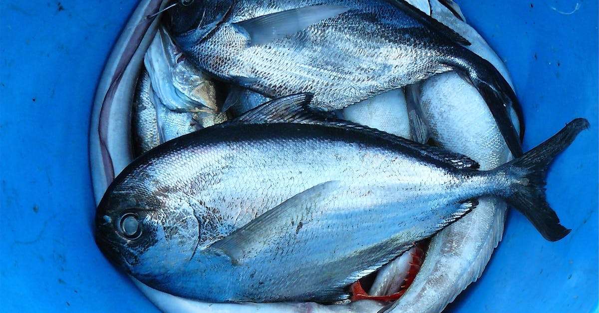 découvrez les pratiques de la pêche durable qui préservent les écosystèmes marins tout en garantissant une source de protéines pour les générations futures. engagez-vous pour une mer saine et un avenir responsable.