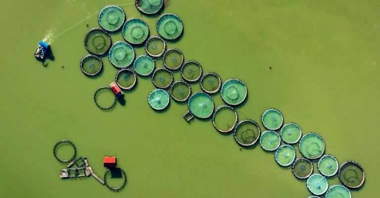 découvrez les pratiques de la pêche durable, un moyen essentiel de préserver nos océans tout en garantissant des ressources maritimes pour les générations futures. apprenez comment la gestion responsable des pêches contribue à la biodiversité et à l'économie locale.