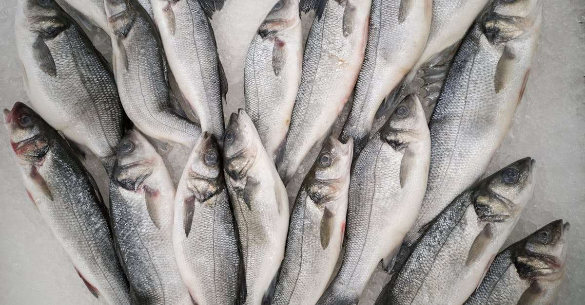 découvrez les pratiques de la pêche durable qui préservent nos océans tout en soutenant les communautés de pêcheurs. apprenez comment choisir des produits de la mer responsables et contribuer à un avenir écologique.
