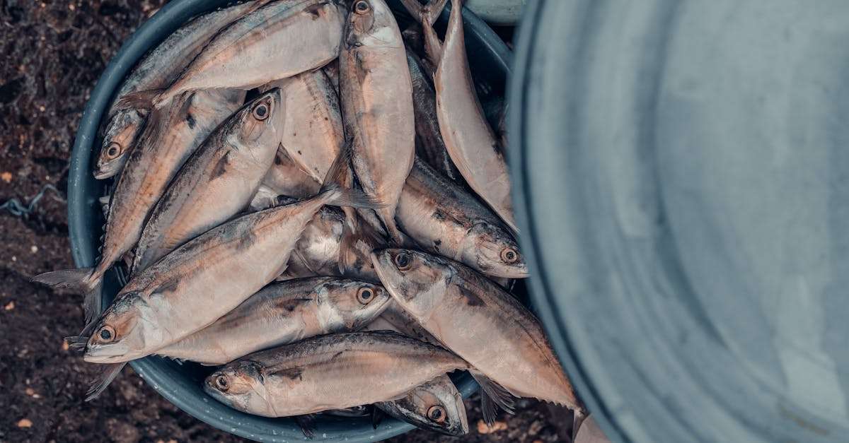 découvrez les pratiques de la pêche durable pour préserver nos océans tout en garantissant des ressources maritimes pour les générations futures. apprenez comment chacun peut contribuer à une pêche responsable et respectueuse de l'environnement.
