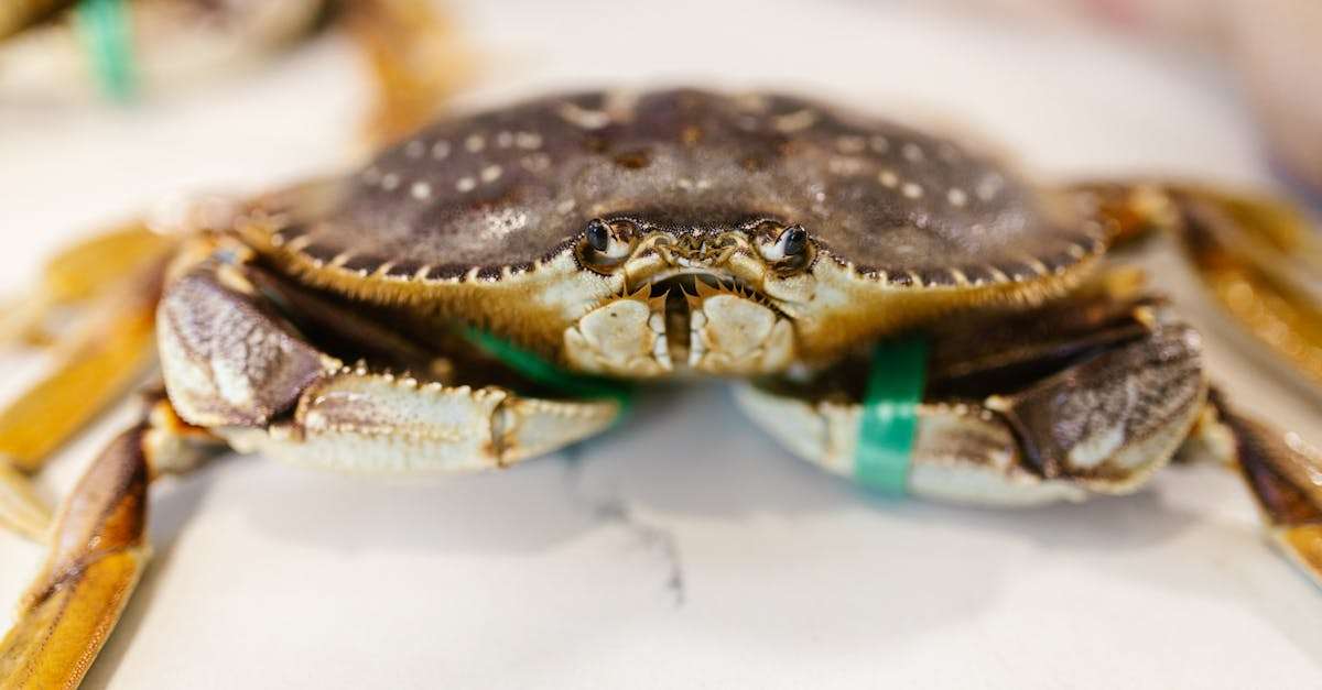 découvrez les pratiques de la pêche durable qui préservent les écosystèmes marins tout en répondant aux besoins des communautés. apprenez comment adopter des méthodes respectueuses de l'environnement pour garantir la pérennité des ressources halieutiques.