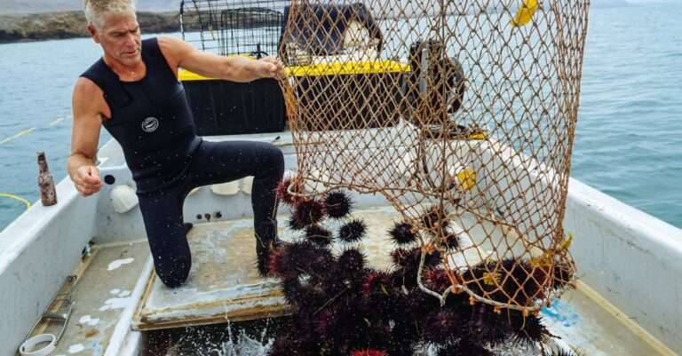 découvrez les pratiques de la pêche durable pour préserver nos océans tout en garantissant une ressource alimentaire pour les générations futures. informez-vous sur les méthodes respectueuses de l'environnement et soutenez une pêche éthique.